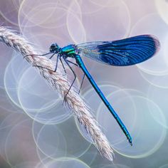 a blue dragonfly sitting on top of a plant