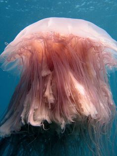 a jellyfish swimming in the water with it's head above the water surface