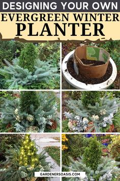 Designing Your Own Evergreen Winter Planter