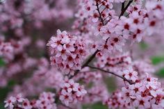 some pink flowers are blooming on a tree