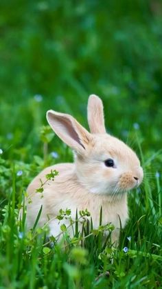 a small rabbit is sitting in the grass