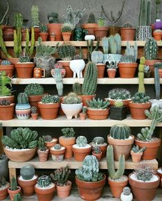 two zebras and one giraffe are standing in front of many cactuses