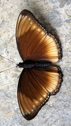 a brown and black butterfly sitting on top of a cement floor next to a plant