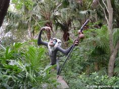 a monkey hanging from a tree branch in the jungle with its arms and legs stretched out