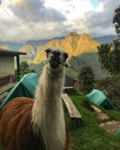 an alpaca standing in front of tents with mountains in the background