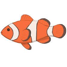 an orange and white clown fish on a white background