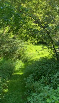 a path in the middle of a lush green forest