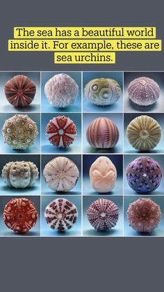 many different types of sea urchins in various colors and sizes, all with intricate designs on them