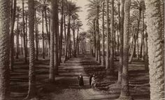 an old black and white photo of people walking in the woods with tall palm trees