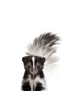 a small skiky animal with long hair on it's back legs, standing in front of a white background