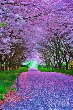 the road is lined with purple flowers and trees in full bloom on either side of it