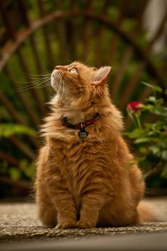 an orange cat sitting on the ground looking up