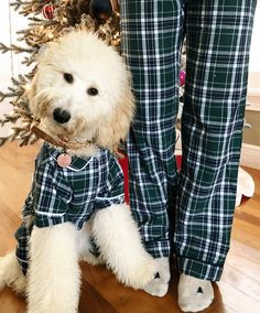 The people have spoken - and we listened. Introducing fabdog's exclusive matching plaid unisex human PJ bottoms. Now you and your dog can lounge on the couch in style and comfort in these cozy plaid flannel PJ bottoms. Whether it's just you and your number one cuddle buddy, or you get some for the whole family, there's no doubt that you won't have a holiday card to trump all holiday cards with your dog in matching plaid pajamas. Just don't forget to send us a photo too. Matching Plaid Pajamas, Plaid Pjs, Natural Pet Food, Pj Bottoms, Designer Dog Clothes, Cuddle Buddy, Dog Pajamas, Dog Bag, Plaid Pajamas