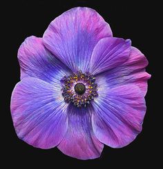 a purple flower on a black background