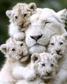 a group of white tiger cubs in the middle of their mother's back legs