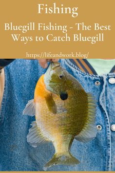 a person holding a fish in their hands with the title, fishing bluebell fishing - the best ways to catch bluebill