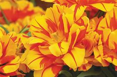 yellow and red flowers with green leaves in the background