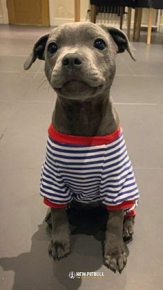 a gray dog wearing a blue and white striped shirt