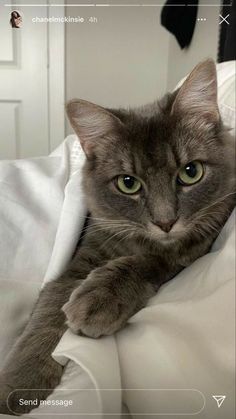 a gray cat laying on top of a white bed covered in sheets and pillows with green eyes