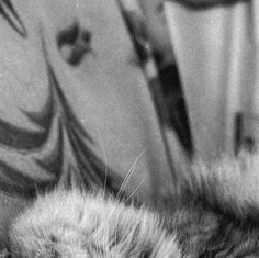 a black and white photo of a cat with its head resting on the arm of a chair