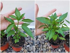 two pictures of plants in small pots with rocks