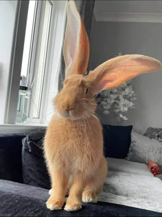 a brown rabbit sitting on top of a couch next to a window with its ears up