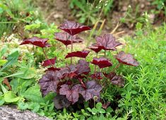 some red and green plants in the grass