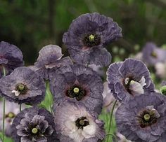 some purple flowers are growing in the grass