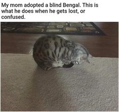 a cat is laying on the floor with its head down