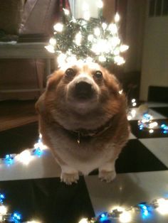 a dog is sitting on the floor with christmas lights around it's head and eyes