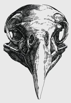 an ink drawing of a bird's head