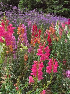 a field full of colorful flowers with trees in the background