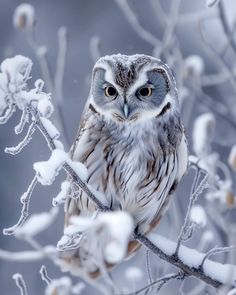 an owl sitting on top of a tree branch covered in ice and snowflakes