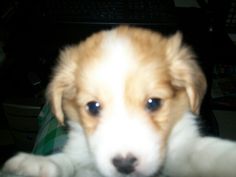 a puppy is looking at the camera while sitting in front of a computer