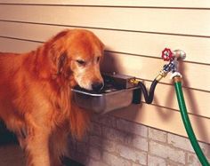 a dog drinking water out of a bowl on the side of a house next to a hose