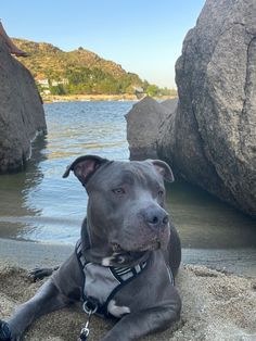 a dog laying on the beach next to some rocks