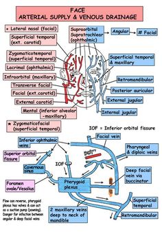 diagram of the external and peripheral areas of the human head, including facial supply and venous drainages