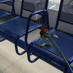 two blue metal benches with a single rose on them