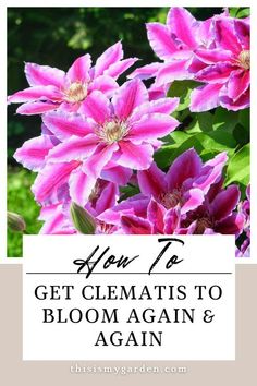 pink flowers with the words, how to get clematis to bloom again again again