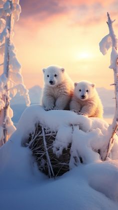 two white polar bears sitting on top of a pile of hay in the snow at sunset