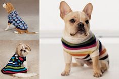 there are four pictures of dogs wearing sweaters