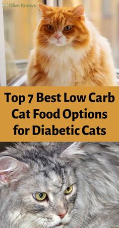 Top 7 Best Low Carb Cat Food Options for Diabetic Cats - OliveKnows Ragdoll Pattern, Diy Cat Food, Healthy Cat Food, Raw Cat Food Recipes, Homemade Cat Food, Cat Food Brands, Cat Diet, Best Cat Food, Canned Cat Food