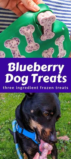 blueberry dog treats are the best treat for dogs to chew on, and they're