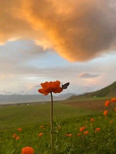 an orange flower with a butterfly on it in the middle of a grassy field under a cloudy sky