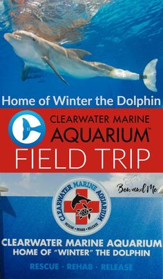 the sign for clearwater marine aquarium field trip is under water with dolphins and sharks