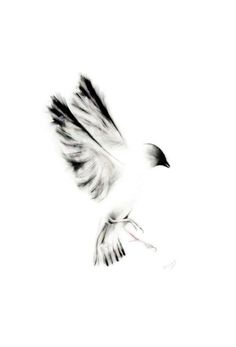 a black and white photo of a bird flying