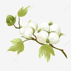 cotton flowers with green leaves on a branch, flower, plant, white png and psd