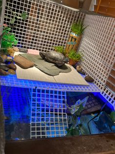 made out of egg crate and vipties Yellow Belly Turtle Tank Ideas, Yellow Belly Turtle, Turtle Tub, Yellow Bellied Slider, Turtle Dock