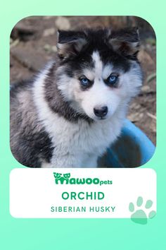 a husky dog with blue eyes sitting in a bowl