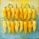 several yellow peppers are hanging on the wall